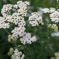 Fleurs d'achillée millefeuille